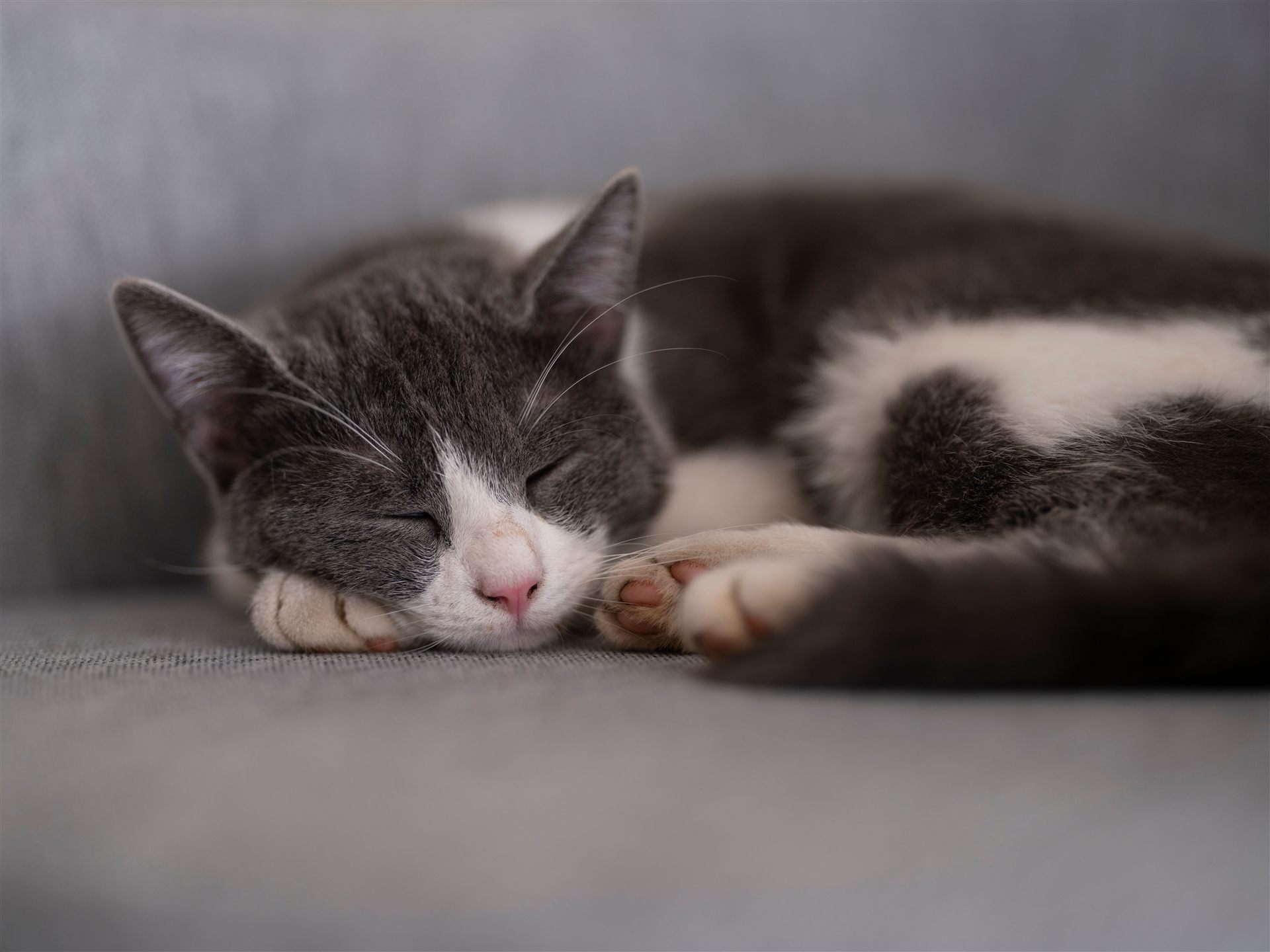 ソファで眠る猫